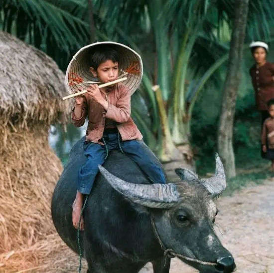 Ảnh quê hương tuổi thơ về đất nước 2