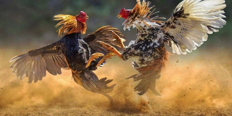 Đá gà cựa sắt 888b là hình thức giải trí hấp dẫn nhất hiện nay