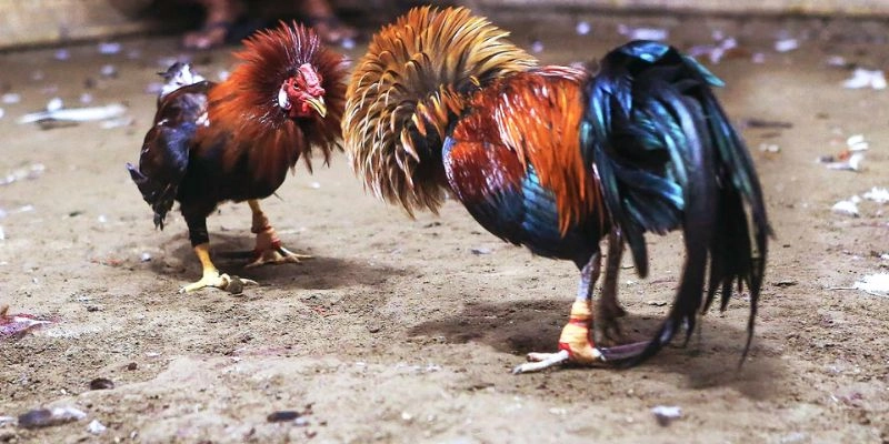 Đá gà SV388 cựa dao