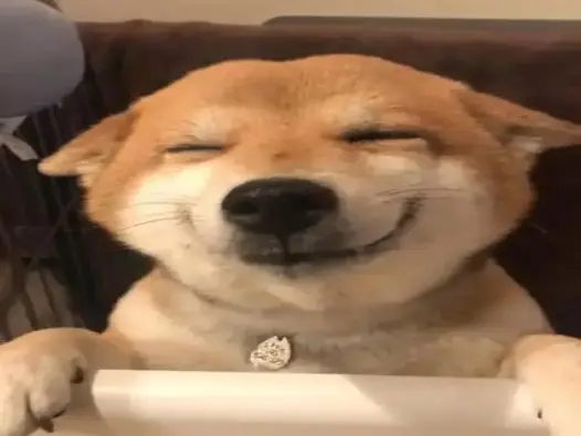 Tổng hợp 30+ meme chó shiba siêu bựa và hài hước