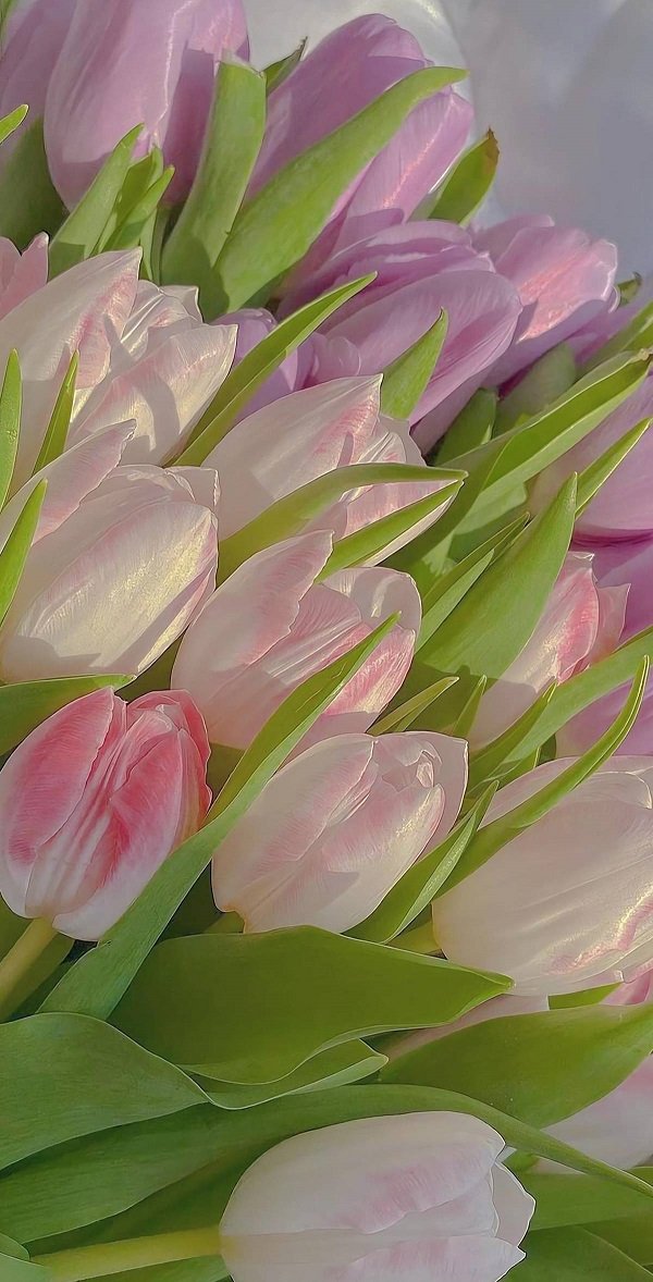 Hình ảnh bó hoa Tulip hồng 7