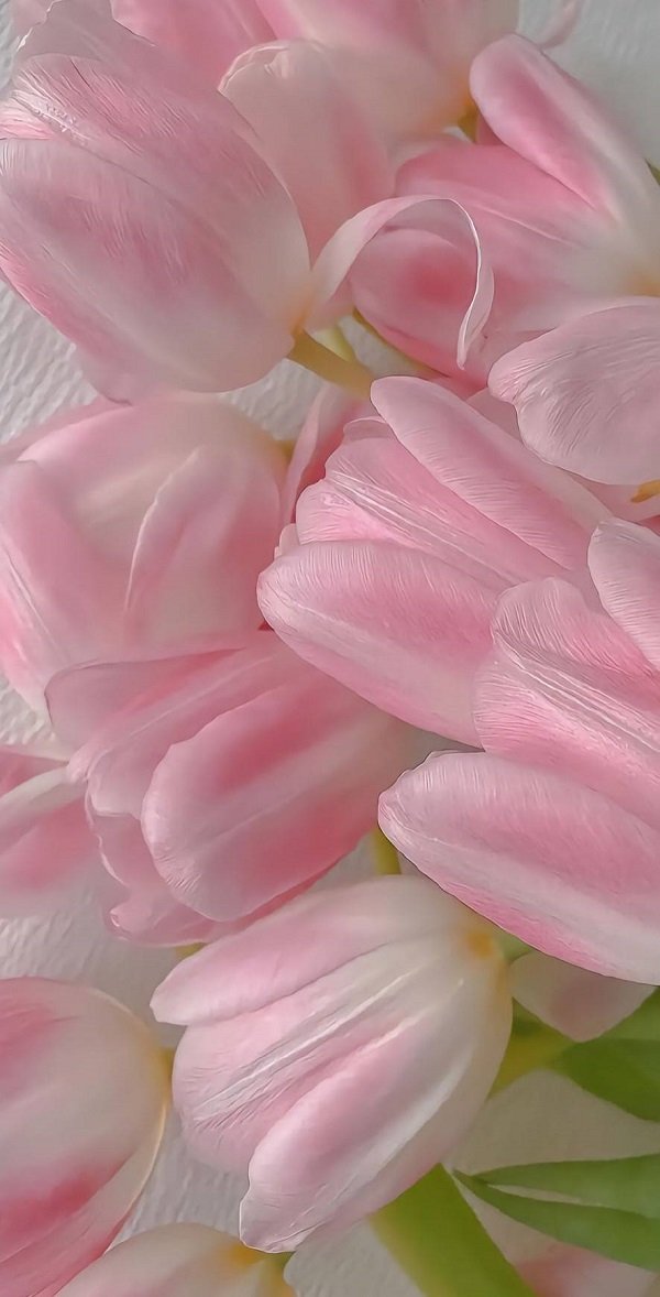 Hình ảnh bó hoa Tulip hồng 9