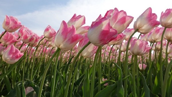 Hình ảnh cánh đồng hoa Tulip hồng ở Hà Lan và Việt Nam 1