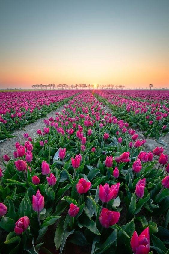 Hình ảnh cánh đồng hoa Tulip hồng ở Hà Lan và Việt Nam 3