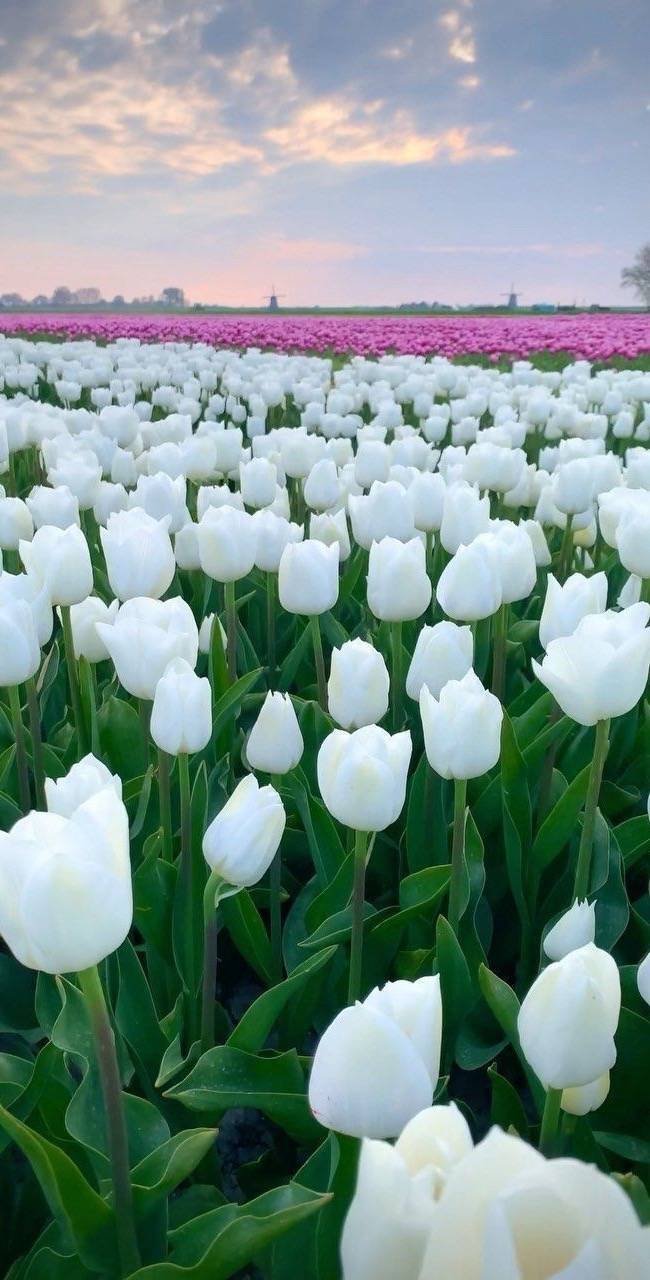 Hình ảnh cánh đồng hoa Tulip trắng 1