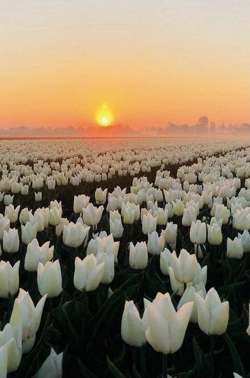 Hình ảnh cánh đồng hoa Tulip trắng 2