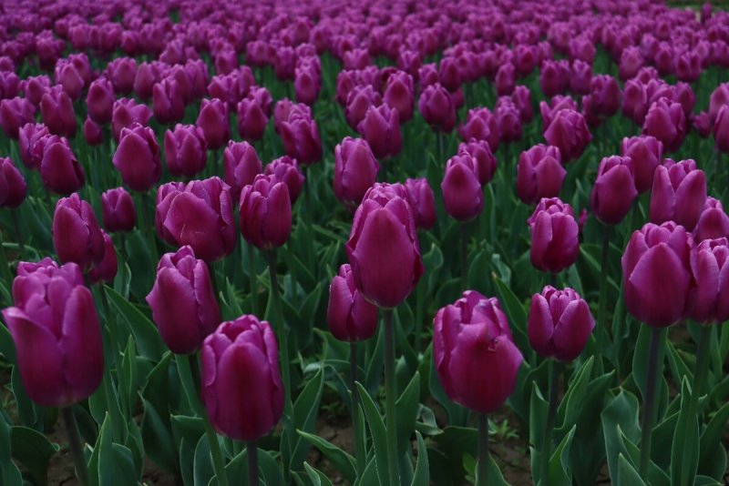 Hình nền hoa Tulip tím cute cho điện thoại, máy tính 2