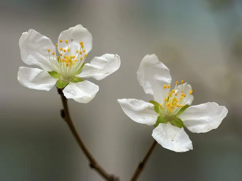 Hoa đào trắng 10