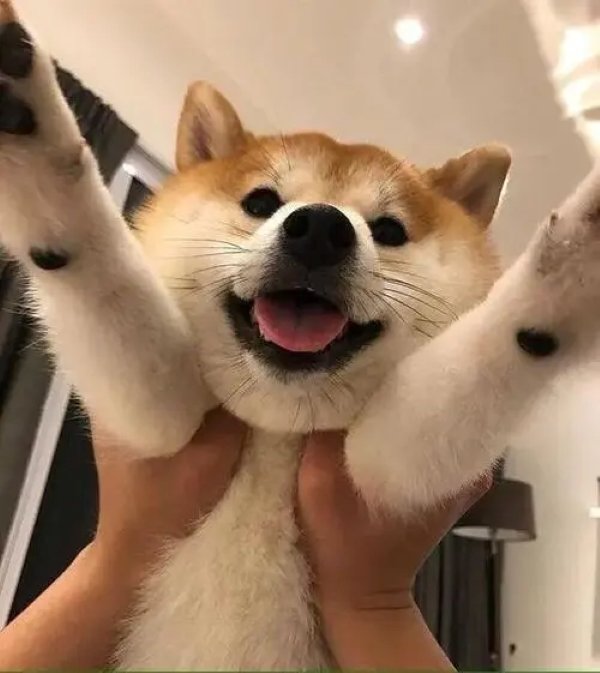 Meme chó shiba cười 2