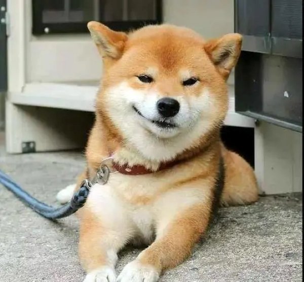 Meme chó shiba cười 4