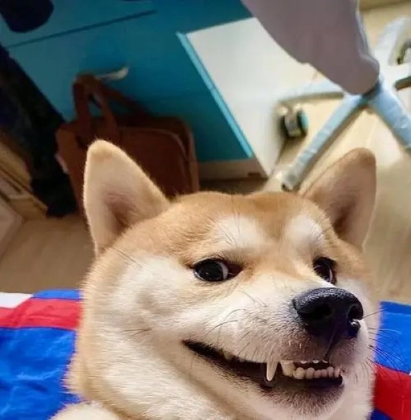 Meme chó shiba cười 5