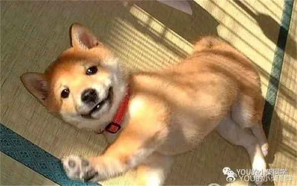 Meme chó shiba cười 7