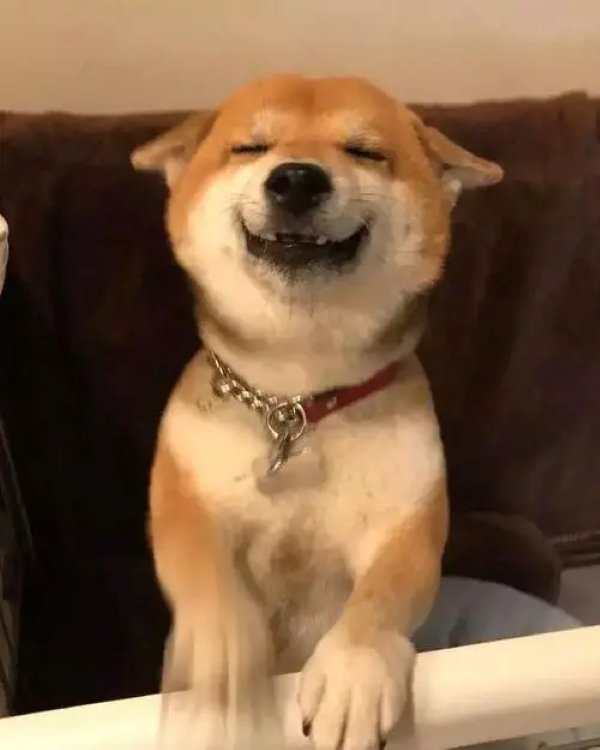 Meme chó shiba cười 8