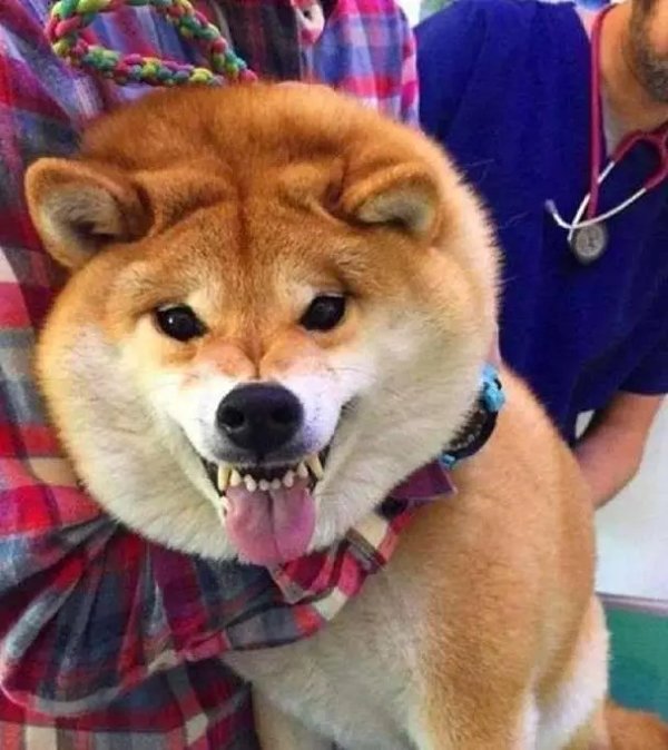 Meme chó shiba tức giận 10