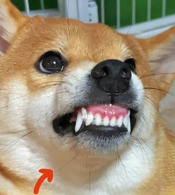 Meme chó shiba tức giận 3