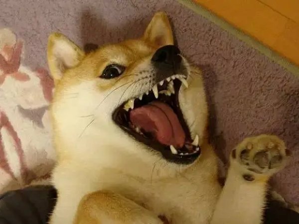 Meme chó shiba tức giận 7