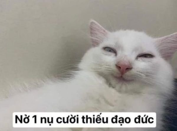 Meme mèo cười 6