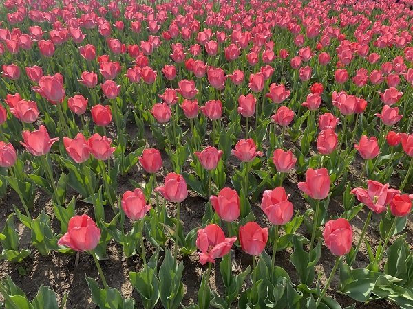 Hình ảnh vườn hoa Tulip hồng ở Hà Lan 2