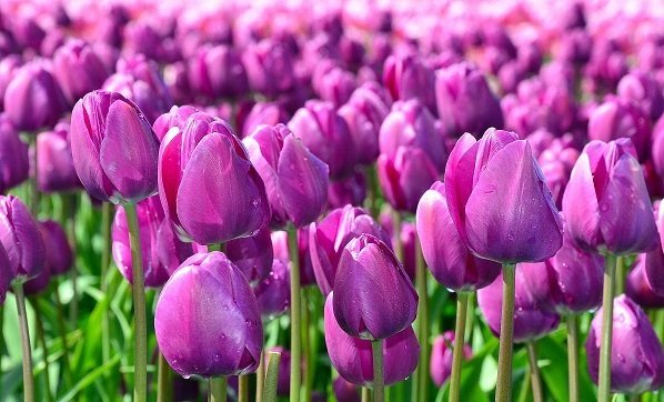 Hình ảnh vườn hoa Tulip tím huyền bí 6