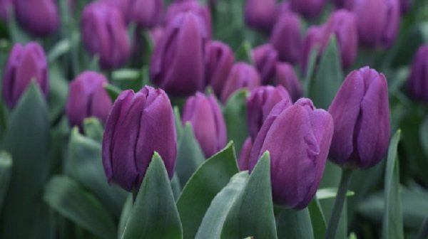 Hình ảnh vườn hoa Tulip tím huyền bí 10