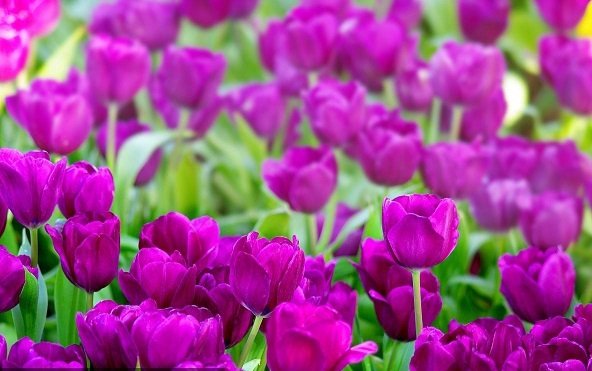 Hình ảnh vườn hoa Tulip tím huyền bí 2