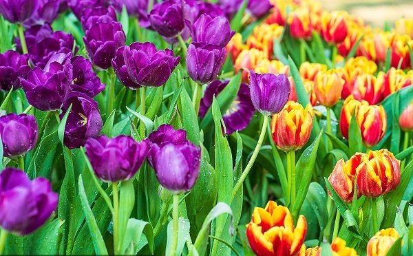 Hình ảnh vườn hoa Tulip tím huyền bí 3