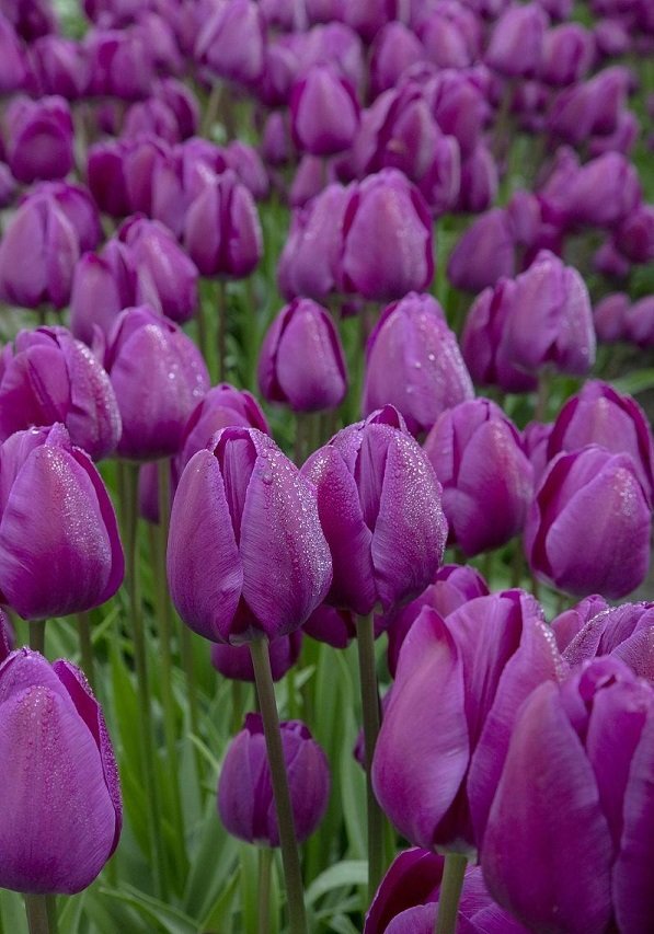 Hình ảnh vườn hoa Tulip tím huyền bí 9