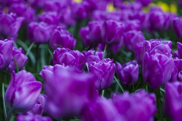 Hình ảnh vườn hoa Tulip tím huyền bí 12