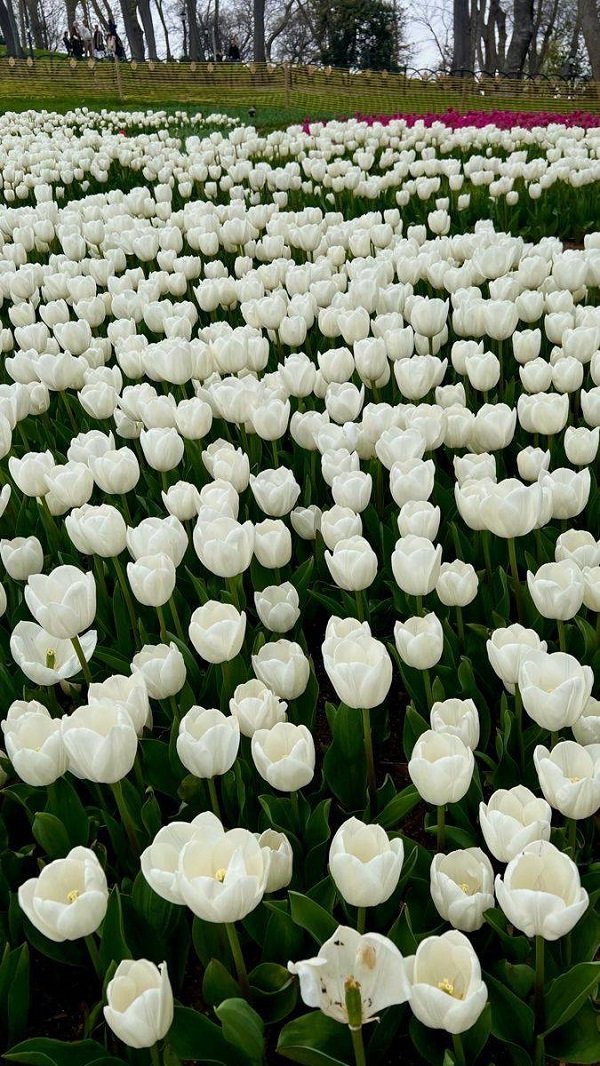 Hình ảnh vườn hoa Tulip trắng 5