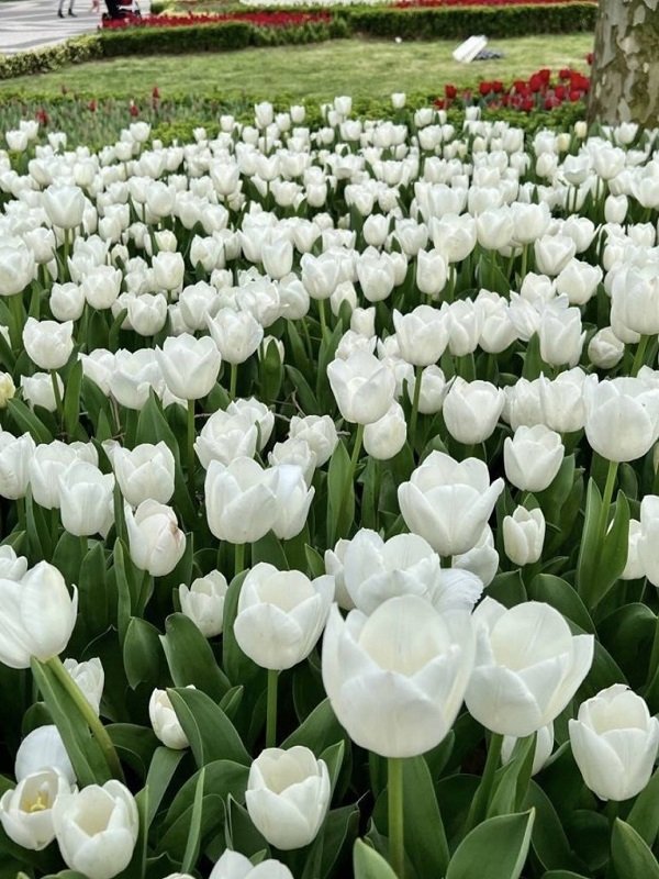 Hình ảnh vườn hoa Tulip trắng 6