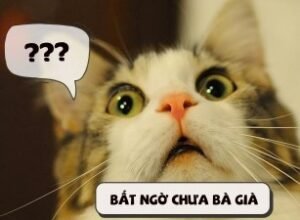 Meme bất ngờ chưa bà già 1