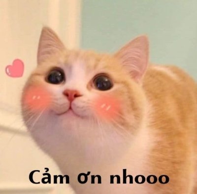 Meme cảm ơn cute 2