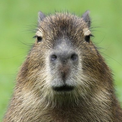 Meme capybara 1