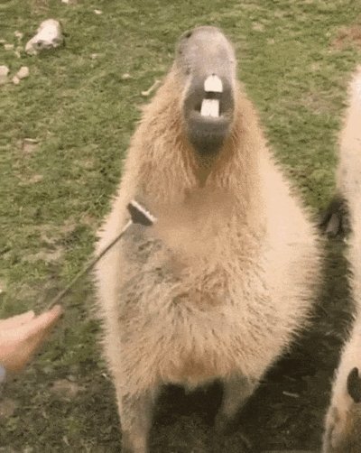 Meme capybara 12