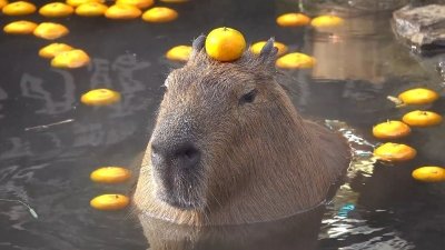 Meme capybara 13