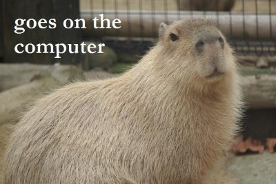 Meme capybara 14