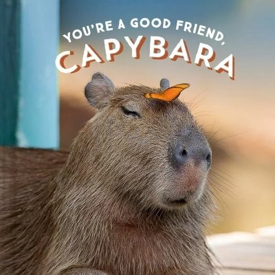 Meme capybara 15