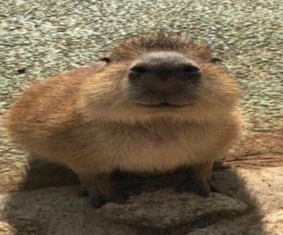 Meme capybara 4