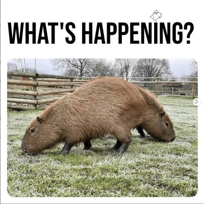 Meme capybara 6