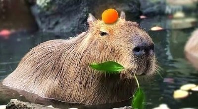 Meme capybara 7