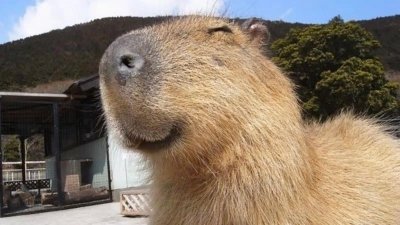 Meme capybara 8