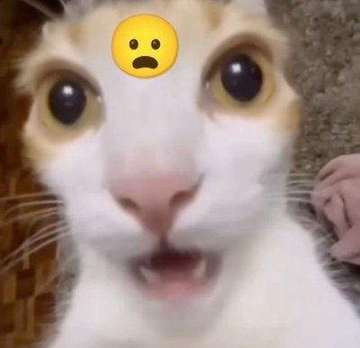 Meme cat shocked 1