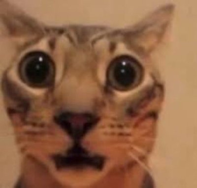 Meme cat shocked 2