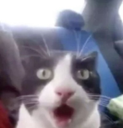 Meme cat shocked 3