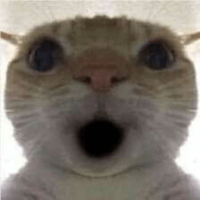 Meme cat shocked 5