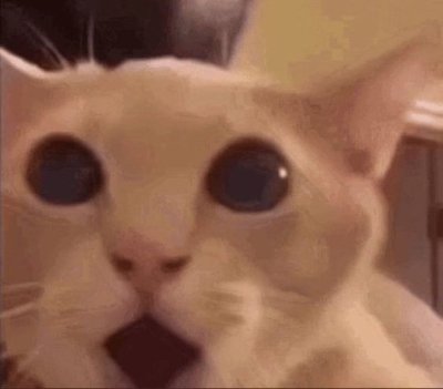 Meme cat shocked 7