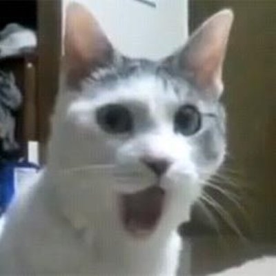 Meme cat shocked 9