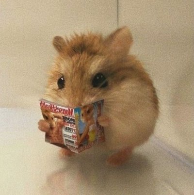 Meme chuột hamster 15