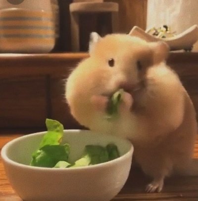 Meme chuột hamster 16