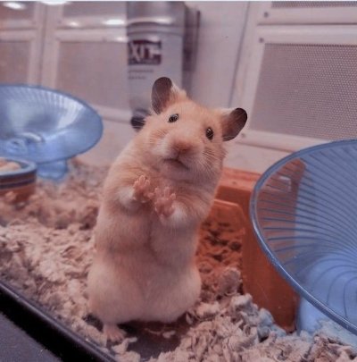 Meme chuột hamster 17